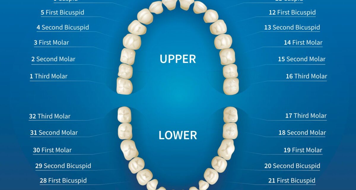 Front Teeth