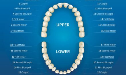 Front Teeth