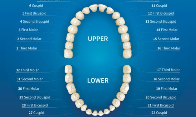 Front Teeth