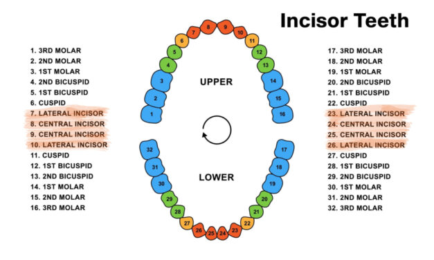 Incisor Teeth