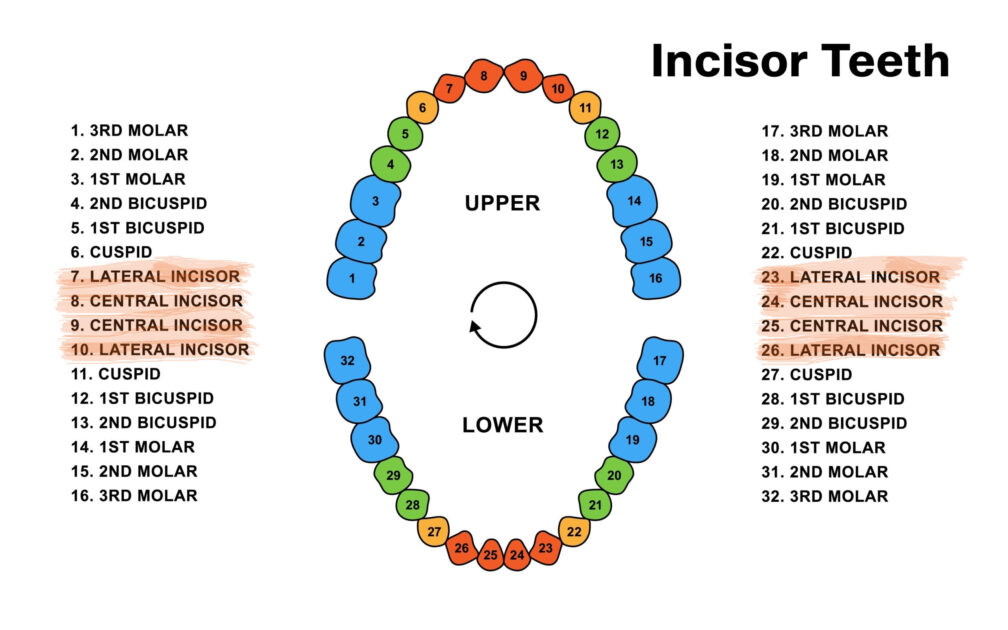 Incisor Teeth