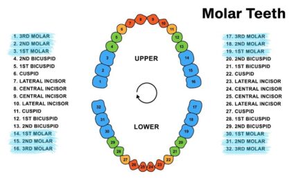 Molar Teeth