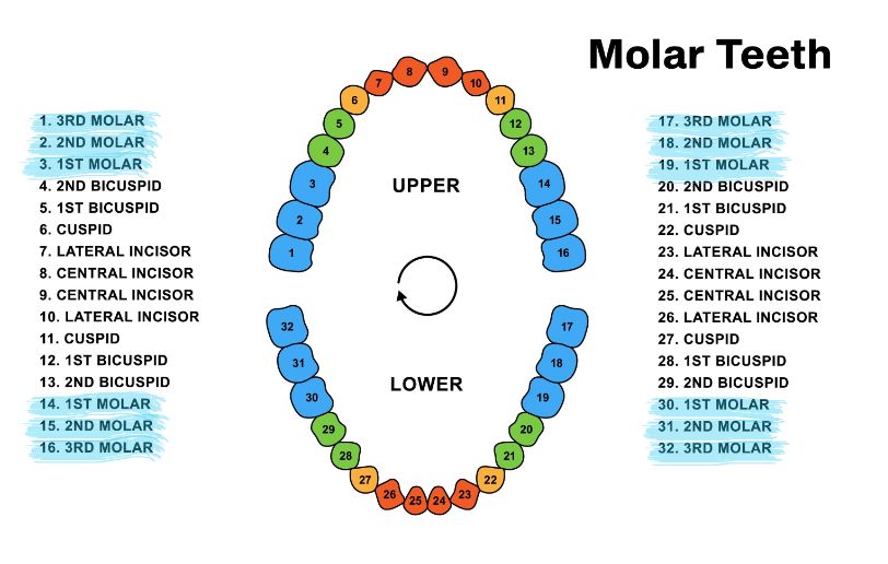 Molar Teeth